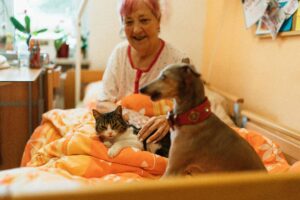 animaux domestiques